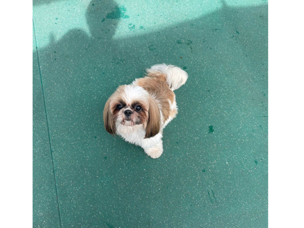 生徒が撮影したモデル犬♪～PART①～